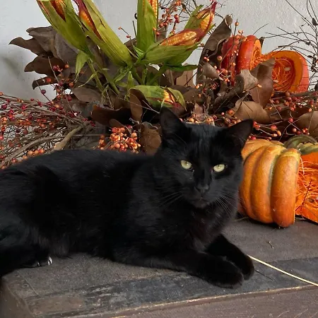 Selva - Piemonte Agrate Conturbia